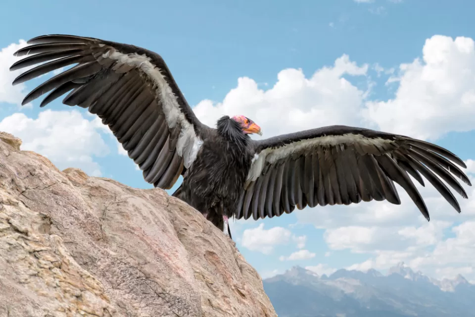 California condor spreading its wings, sitting on a rock